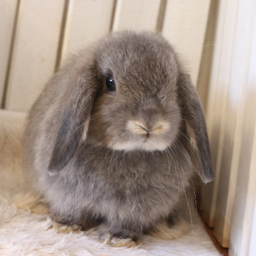 animal_image