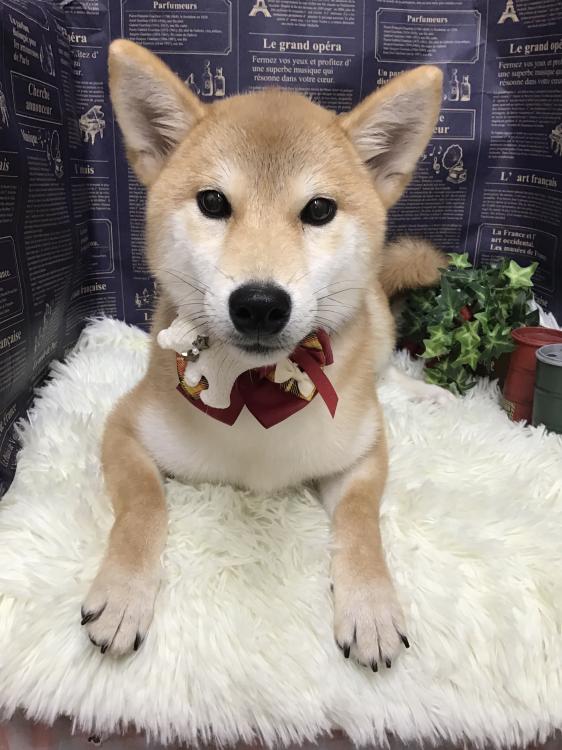 animal_image