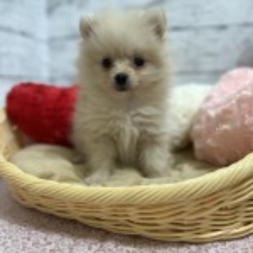 animal_image