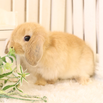 animal_image
