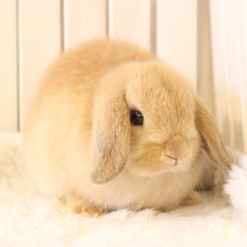 animal_image