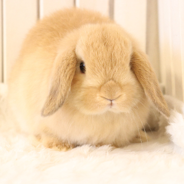 animal_image