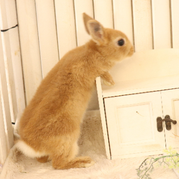 animal_image