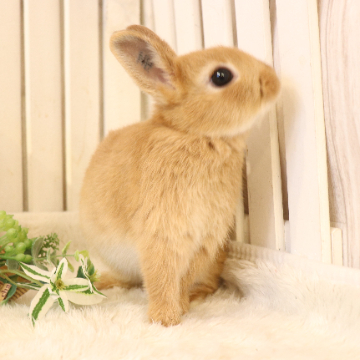animal_image