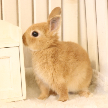 animal_image