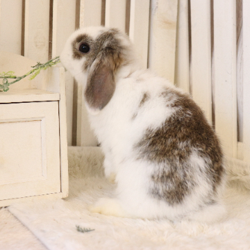 animal_image