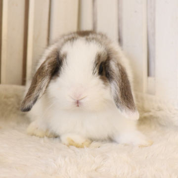 animal_image