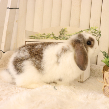 animal_image