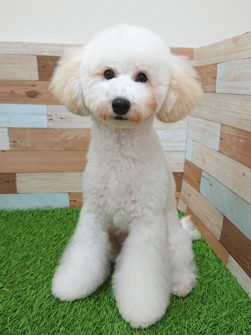 animal_image