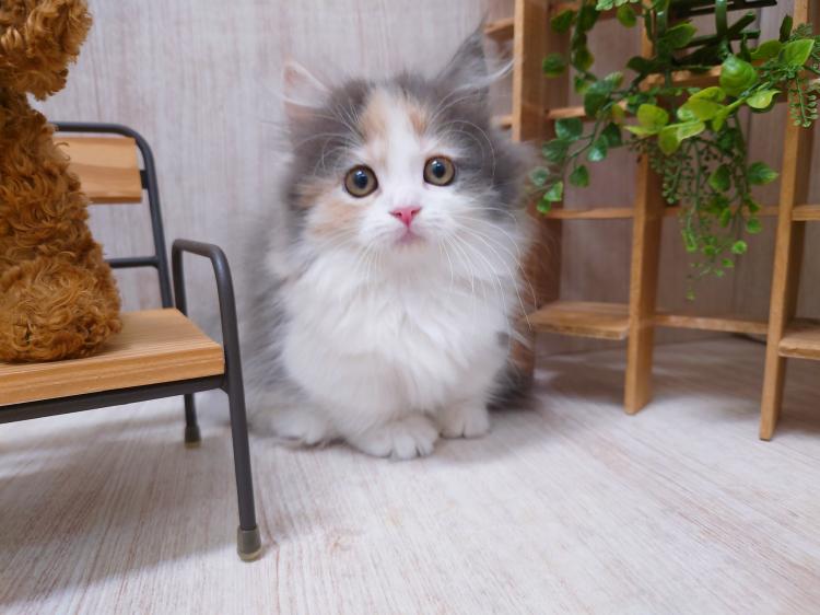 animal_image