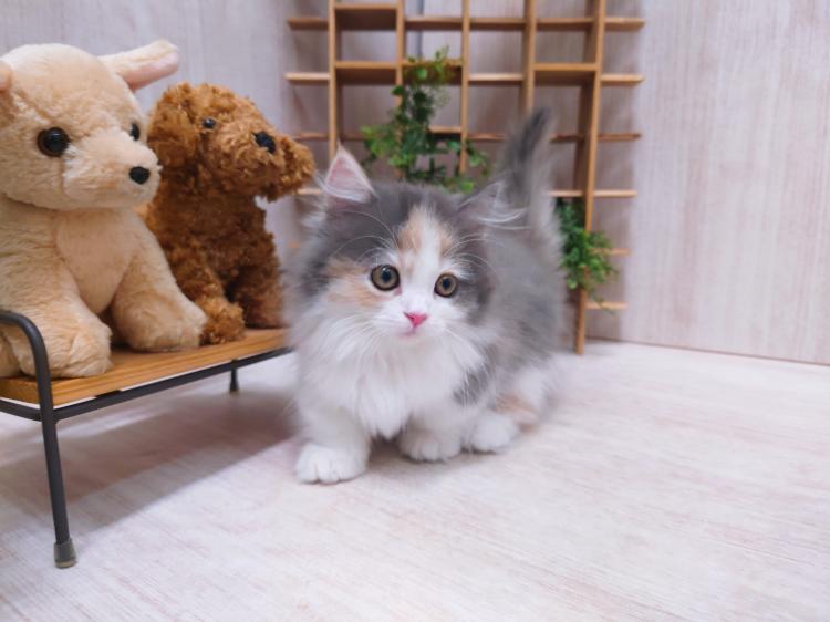 animal_image