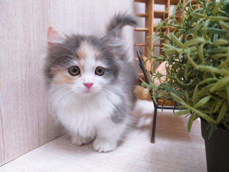 animal_image