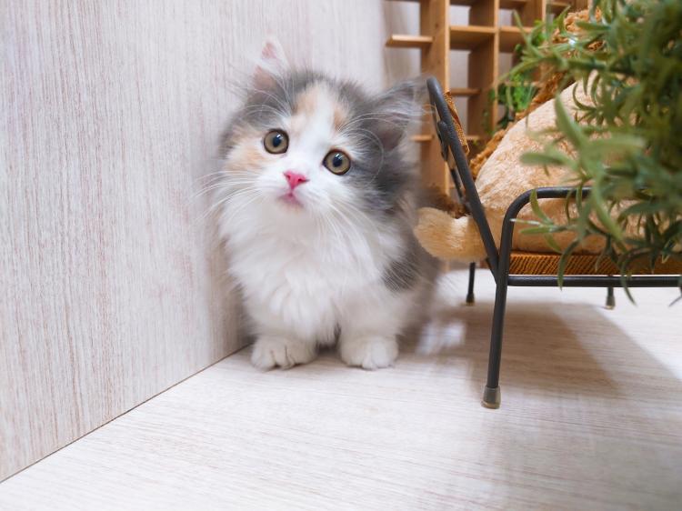 animal_image