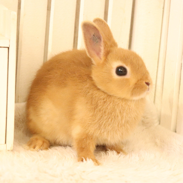 animal_image