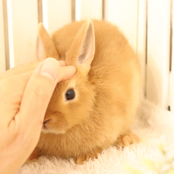 animal_image