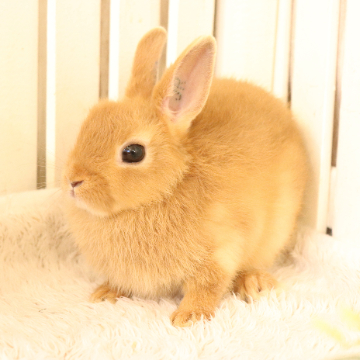 animal_image