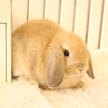 animal_image