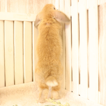 animal_image