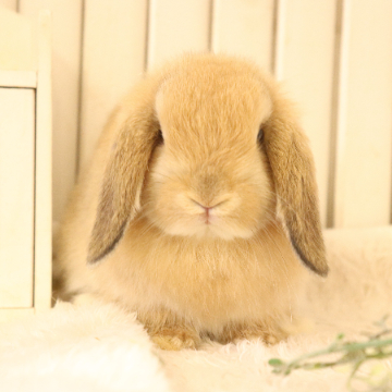 animal_image