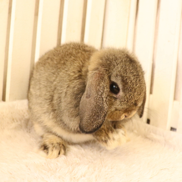 animal_image