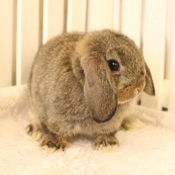 animal_image