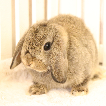 animal_image