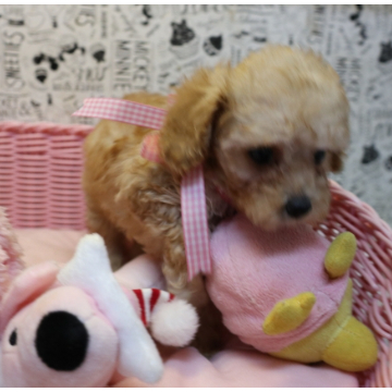 animal_image