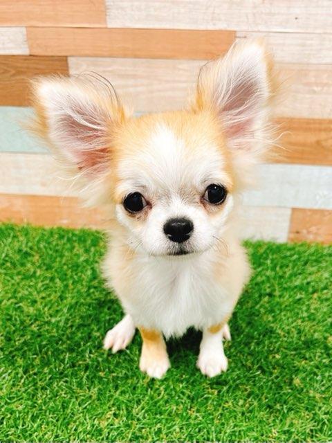 animal_image