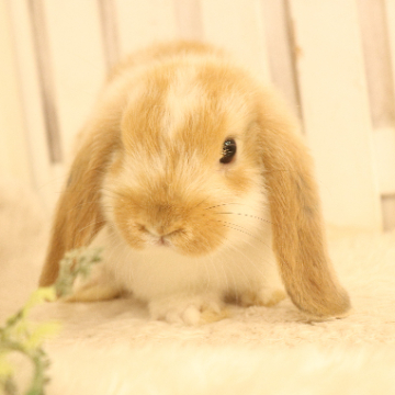 animal_image