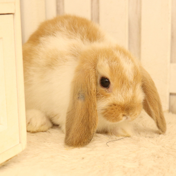 animal_image