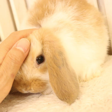 animal_image