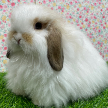 animal_image