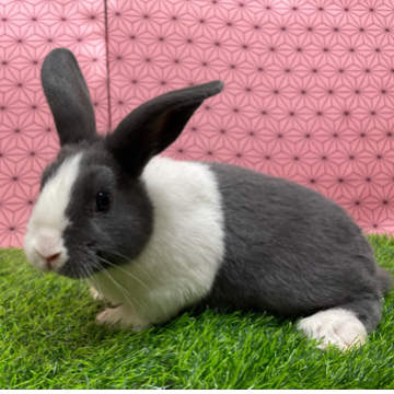 animal_image