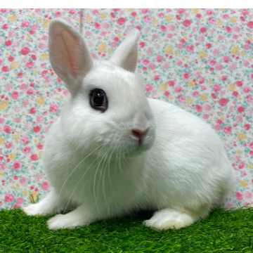 animal_image