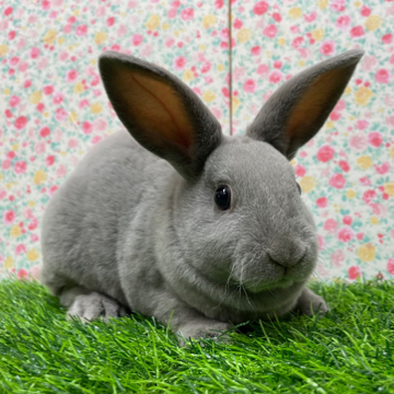 animal_image