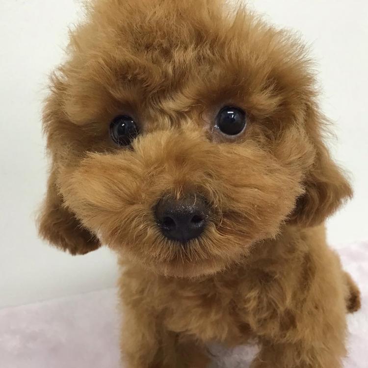 animal_image