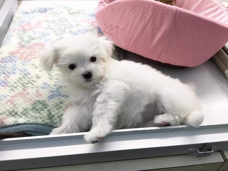 animal_image