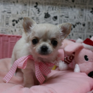 animal_image