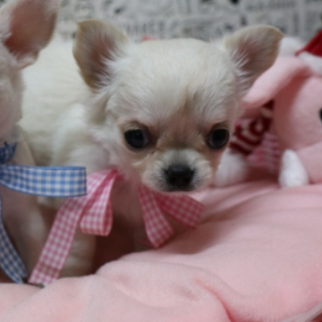 animal_image