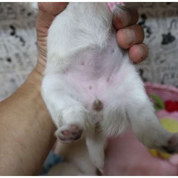 animal_image