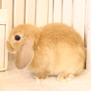 animal_image
