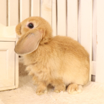 animal_image