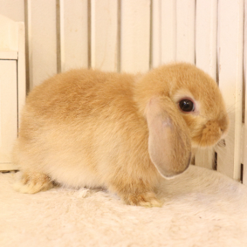 animal_image