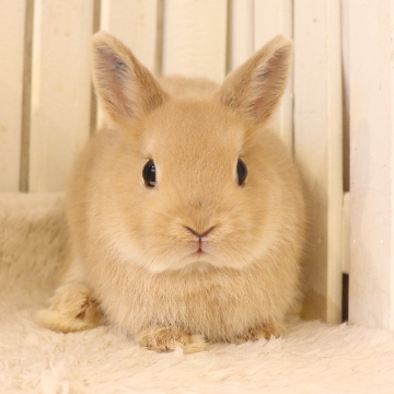 animal_image