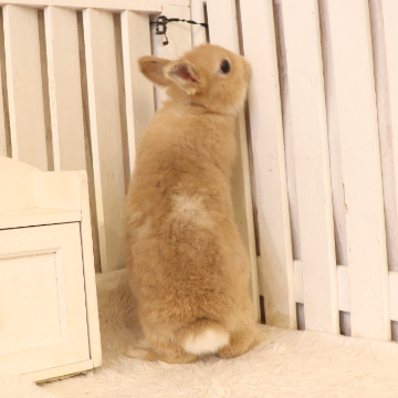 animal_image
