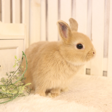 animal_image