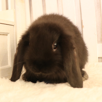 animal_image
