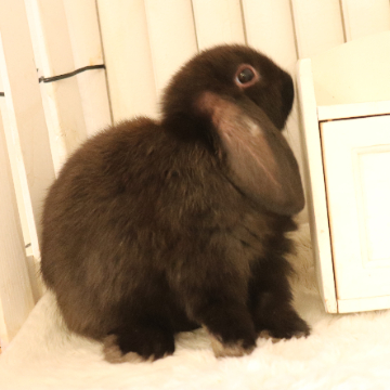 animal_image