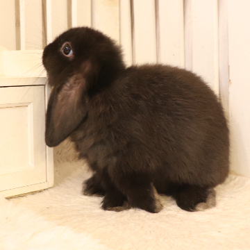 animal_image
