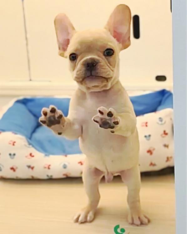 animal_image
